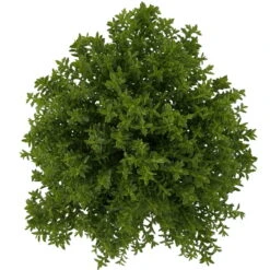Hebe 'Green Boys®', Topf-Ø 6 Cm, 12er-Set -Gartenbedarf Geschäft 0664400080 Hebe Green Boys Mini T6 12er Set 4 116181