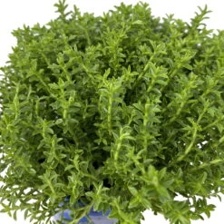 Hebe 'Green Boys®', Topf-Ø 6 Cm, 12er-Set -Gartenbedarf Geschäft 0664400080 Hebe Green Boys Mini T6 12er Set 6 116180