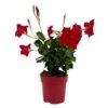 Dipladenie Rot, Busch, Topf-Ø 13/14 Cm, 3er-Set -Gartenbedarf Geschäft 0670110216 Dipladenia Busch rot 3er Set 2 111117