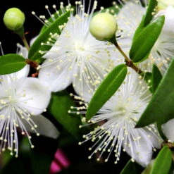 Myrte Weiß, Stamm, Topf-Ø 19 Cm -Gartenbedarf Geschäft 0670200102 0670200103 0670200105 0670200111 Myrtus microphylla T19 Stamm 109764 1