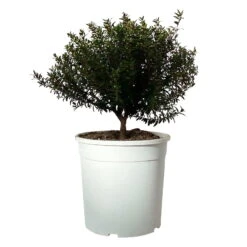 Myrte Weiß, Busch, Topf-Ø 19 Cm, Höhe Ca. 35 Cm -Gartenbedarf Geschäft 0670200105 Myrtus microphylla T19 Busch 2 109781
