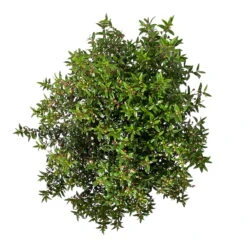 Myrte Weiß, Busch, Topf-Ø 19 Cm, Höhe Ca. 35 Cm -Gartenbedarf Geschäft 0670200105 Myrtus microphylla T19 Busch 6 109783