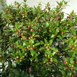 Myrte Weiß, Busch, Topf-Ø 19 Cm, Höhe Ca. 35 Cm -Gartenbedarf Geschäft 0670200105 Myrtus microphylla T19 Busch 8 109725