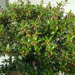 Myrte Weiß, Busch, Topf-Ø 19 Cm, Höhe Ca. 35 Cm -Gartenbedarf Geschäft 0670200105 Myrtus microphylla T19 Busch 9 109726