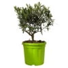 Olivenbaum, Busch, Topf-Ø 21 Cm, Höhe Ca. 50 Cm -Gartenbedarf Geschäft 0680200045 Koelle Olea europaea T21 Busch 2 112230