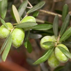 Olivenbaum, Stamm, Topf-Ø Ca. 60 Cm, Höhe Mind. 170 Cm -Gartenbedarf Geschäft 0680200048 0680200051 0680200054 0680200057 0680200061 0680200075 Koelle Olea europaea Busch1 76776 1