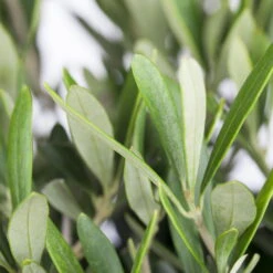 Olivenbaum, Stämmchen, Topf-Ø 60 Cm, Höhe Ca. 140 Cm -Gartenbedarf Geschäft 0680200048 0680200051 0680200054 0680200057 0680200061 0680200075 Koelle Olea europaea Busch 76777