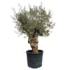 Olivenbaum, Stamm, Topf-Ø Ca. 60 Cm, Höhe Mind. 170 Cm -Gartenbedarf Geschäft 0680200104 Koelle Olea europaea Bonsai 2 109381