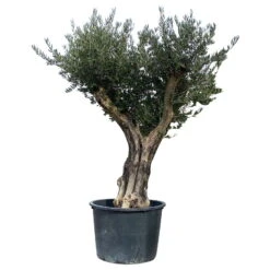 Olivenbaum, Stamm, Topf-Ø Ca. 60 Cm, Höhe Mind. 170 Cm -Gartenbedarf Geschäft 0680200104 Koelle Olea europaea Bonsai 4 109382