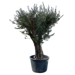 Olivenbaum, Stamm, Topf-Ø Ca. 60 Cm, Höhe Mind. 170 Cm -Gartenbedarf Geschäft 0680200104 Koelle Olea europaea Bonsai 7 109383