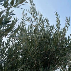 Olivenbaum, Stamm, Topf-Ø Ca. 60 Cm, Höhe Mind. 170 Cm -Gartenbedarf Geschäft 0680200104 Koelle Olea europaea Bonsai 9 109302