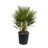 Chamaerops Humilis, Topf-Ø 35 Cm, Höhe Ca. 100-120 Cm -Gartenbedarf Geschäft 0680300037 Chamaerops humilis T35 2 91061