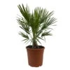 Chamaerops Humilis, Topf-Ø 24 Cm, Höhe Ca. 70 Cm -Gartenbedarf Geschäft 0680300076 Chamaerops humilis 1 110030