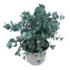 Eukalyptus, Busch, Topf-Ø 12 Cm, 3er-Set -Gartenbedarf Geschäft 0680400015 0680400048 0680400049 Eucalyptus gunnii 1 107143