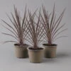 Keulenlilie 'Red Star' Rotlaubig, Topf-Ø 13 Cm, 3er-Set -Gartenbedarf Geschäft 0680400124 cordyline red star 1 124114
