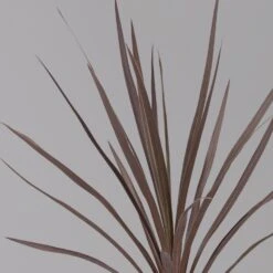 Keulenlilie 'Red Star' Rotlaubig, Topf-Ø 13 Cm, 3er-Set -Gartenbedarf Geschäft 0680400124 cordyline red star 3 124117