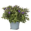 Hebe Blau, Topf-Ø 19 Cm, 2er-Set -Gartenbedarf Geschäft 0690100202 koelle hebe t19 blau anna 1 1 68822