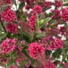Hebe 'All Blooms®' Rot, Topf-Ø 10,5cm, 6er-Set -Gartenbedarf Geschäft 0690190101 Koelle Hebe All Blooms T17 rot 3 112383