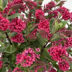Hebe 'All Blooms®' Rot, Topf-Ø 10,5cm, 6er-Set -Gartenbedarf Geschäft 0690190101 Koelle Hebe All Blooms T17 rot 4 112384