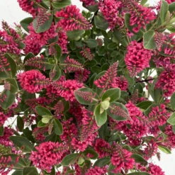 Hebe 'All Blooms®' Rot, Topf-Ø 10,5cm, 6er-Set -Gartenbedarf Geschäft 0690190101 Koelle Hebe All Blooms T17 rot 7 112385