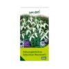 Schneeglöckchen, Galanthus Woronowii, 50 Blumenzwiebeln 2 Schneeglöckchen, Galanthus Woronowii, 50 Blumenzwiebeln -Gartenbedarf Geschäft 0720500088 0720500089 0720500090 KB Schneegloeckchen Galanthus Woronowii weiss 115471