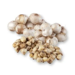 Zierlauchpaket 70 Alliumzwiebeln 7 Zierlauchpaket 70 Alliumzwiebeln -Gartenbedarf Geschäft 0720800124 koelles beste allium kollektion zierlauch verschiedene sorten 70stueck gesamt 2673