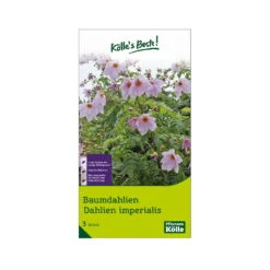 Kölle's Beste Baumdahlie 'Imperialis' Rosa, Größe 1, 3 Blumenknollen