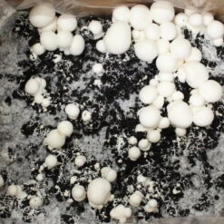 Bio Fertig-Pilzzuchtset Champignon -Gartenbedarf Geschäft 0740400018 BIO Fertig Pilzzuchtset Champignon 32241