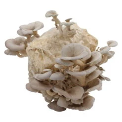 Bio Home Pilzzuchtset Für Austernpilze -Gartenbedarf Geschäft 0740400024 BIO Home Pilzzuchtset Austernpilz 2 32252