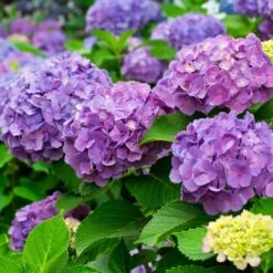 Neue Veröffentlichungen -Gartenbedarf Geschäft 095050 hortensien a z 126235