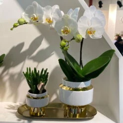 Geschenkset Orchidee & Sukkulente, Gold & Weiß, Inkl. Übertöpfen Und Dekotablett -Gartenbedarf Geschäft 1530150101 Kolibri Set Weiss Gold klein 116941