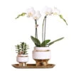 Geschenkset Orchidee & Sukkulente, Gold & Weiß, Inkl. Übertöpfen Und Dekotablett -Gartenbedarf Geschäft 1530150101 Kolibri Set Weiss Gold klein 1 117026