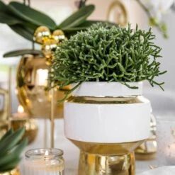 Geschenkset Orchidee & Sukkulente, Gold & Weiß, Inkl. Übertöpfen Und Dekotablett -Gartenbedarf Geschäft 1530150101 Kolibri Set Weiss Gold klein 5 117028