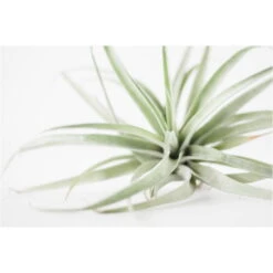 Tillandsia In Herzförmigem Metallgestell, Rot, Höhe Ca. 23 Cm -Gartenbedarf Geschäft 1530150122 Tillandsia Ring Magic Ball 118511