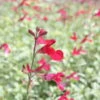 Bio Pfirsichsalbei, Topf-Ø 12 Cm, 3er-Set -Gartenbedarf Geschäft 1610200316 Blu Bio Pfirsichsalbei T12 3er Set Salvia greggii variegata 3 109600