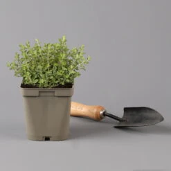 Küchenkräuter Basilikum, Oregano & Petersilie, Topf 11x11 Cm, Inkl. Greenbar® -Gartenbedarf Geschäft 1610300383 oregano Greenbar Kuechenkraeuter Kasten Anthrazit und 3Kraeuter 122885