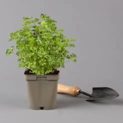 Küchenkräuter Basilikum, Oregano & Petersilie, Topf 11x11 Cm, Inkl. Greenbar® -Gartenbedarf Geschäft 1610300383 petersilie Greenbar Kuechenkraeuter Kasten Anthrazit und 3Kraeuter 122884