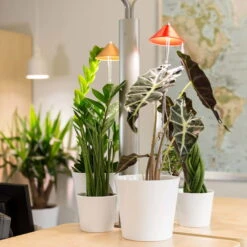 Sunlite Pflanzenlampe Kupfer, 7 Watt -Gartenbedarf Geschäft 2950200231 Sunlite Pflanzenlampe Kupfer 7W 4 60396