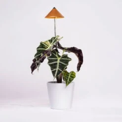 Sunlite Pflanzenlampe Kupfer, 7 Watt -Gartenbedarf Geschäft 2950200231 Sunlite Pflanzenlampe Kupfer 7W 3 94099